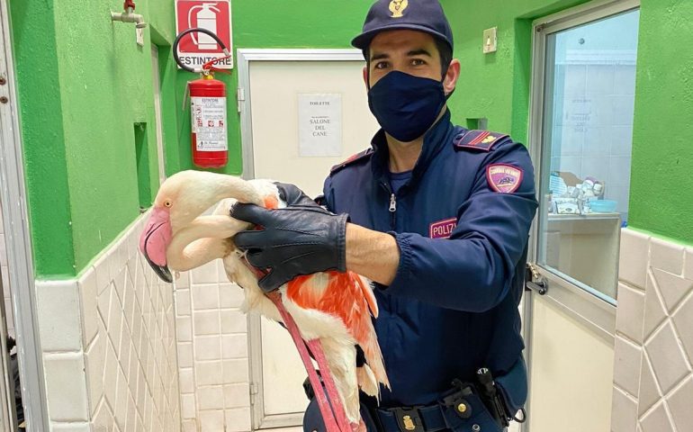 La Polizia soccorre un fenicottero ferito che si aggirava per le vie di Cagliari