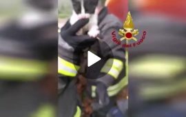 gattino-vigili-del-fuoco-cannigione