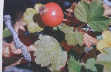 Lo sapevate? Il Ribes di Sardegna è una pianta rara che vive solo sul Supramonte