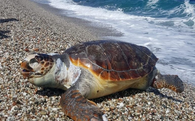 Bari Sardo, trovata morta da un bagnante una tartaruga di un metro