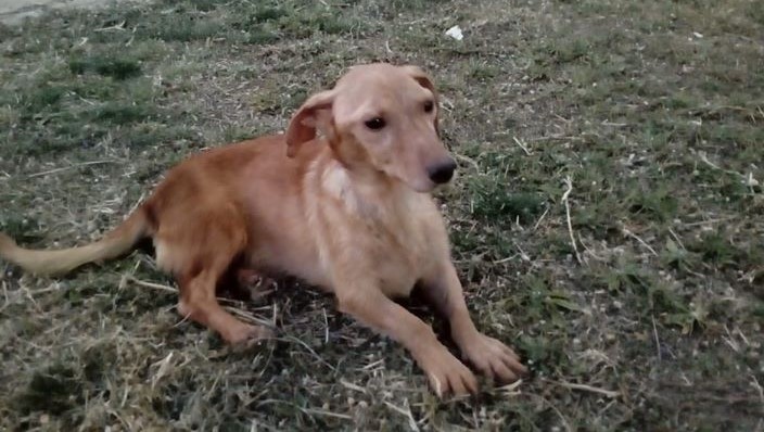 cane