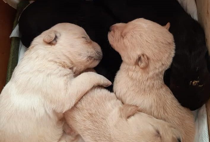 Abbandonate senza pietà a bordo strada a Villanovatulo: 5 cucciole appena nate cercano casa