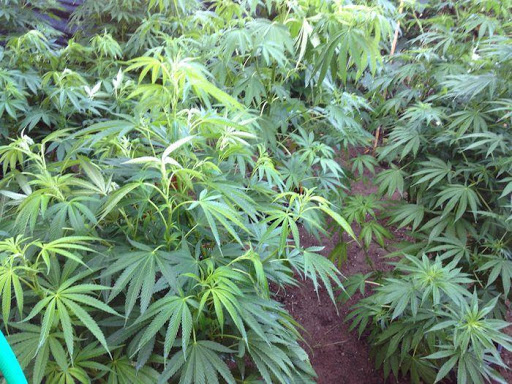 Cagliari, piante di marijuana tra zucchine e pomodori, un giovane nei guai