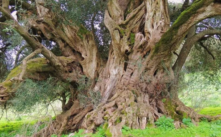 Lo sapevate? L’essere vivente più vecchio d’Italia vive in Sardegna. Scoprite dove si trova