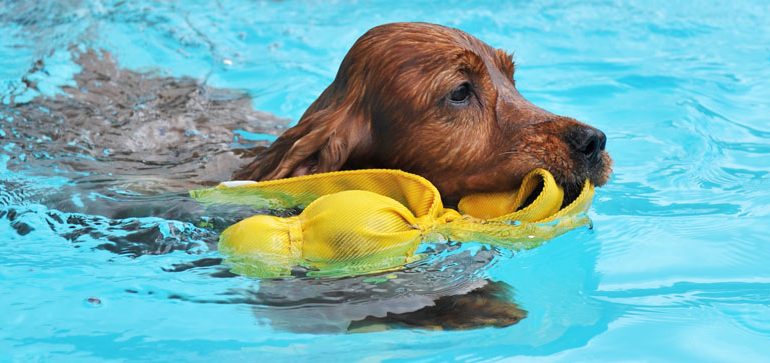Anche gli ospiti al canile di via Po potranno fare il bagno: donata una piscina per cani
