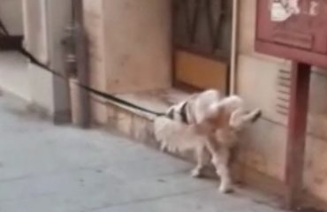 cane-pipì