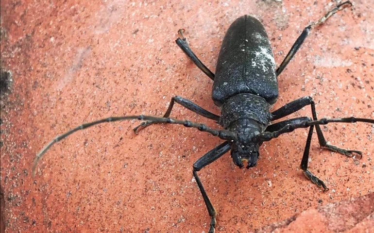 (FOTO) Lo sapevate? Il Cerambice della quercia è un “ingegnere ecosistemico”