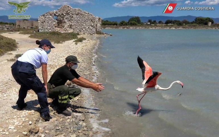 Cagliari, il fenicottero ferito è stato curato e liberato