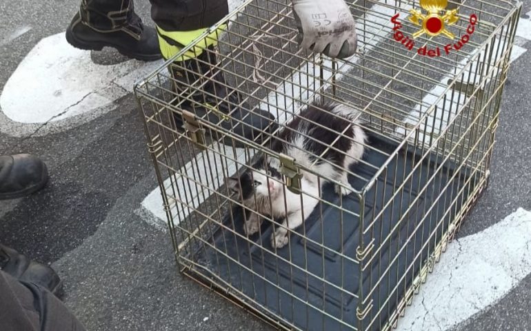 Monserrato, gatto incastrato nel motore: lo salvano i Vigili del Fuoco