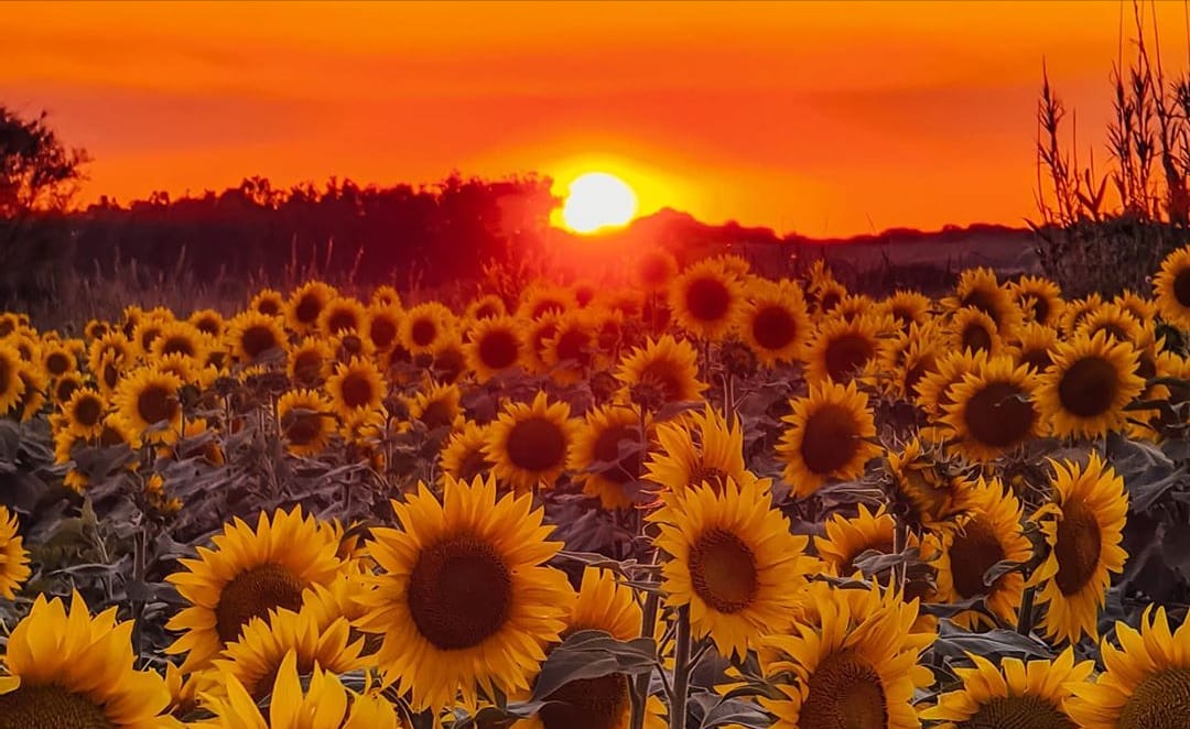 Infinita Distesa Di Girasoli Al Tramonto Cagliari Vistanet