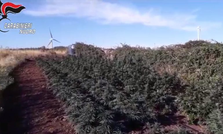 Nurri: piantagione di cannabis in perfette condizioni nascosta in campagna. Arrestato allevatore