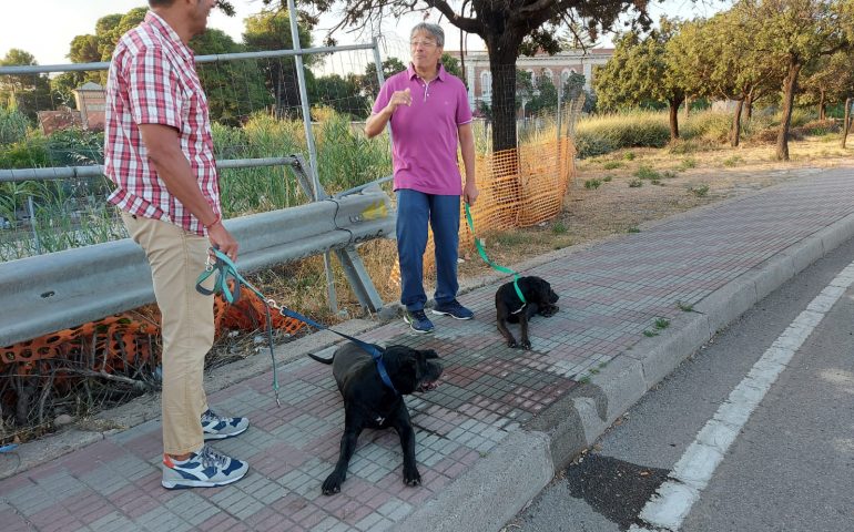Due pitbull abbandonati sull’Asse Mediano: interviene la Polizia Locale