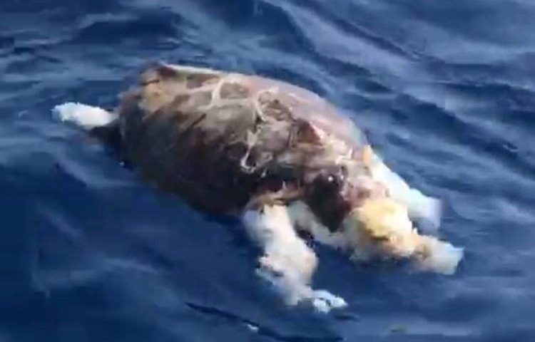 Porto Frailis, tartaruga marina morta in balia della corrente