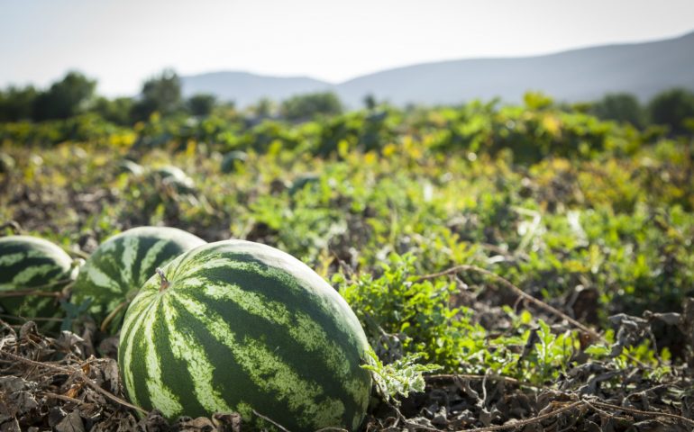 L’appello di Coldiretti: il 14 agosto sciopero dell’anguria, viene pagata troppo poco