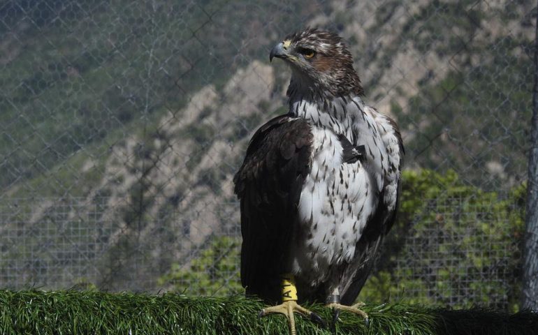 aquila-bonelli