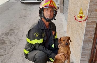 cagnolino-salvato-iglesias