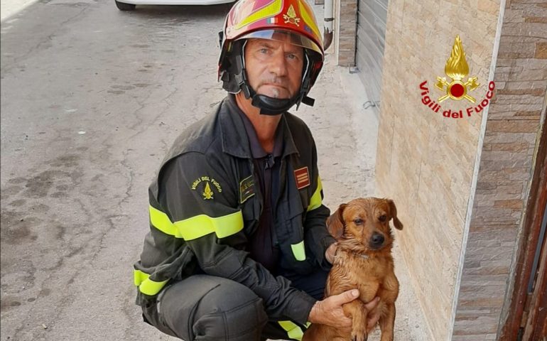 cagnolino-salvato-iglesias
