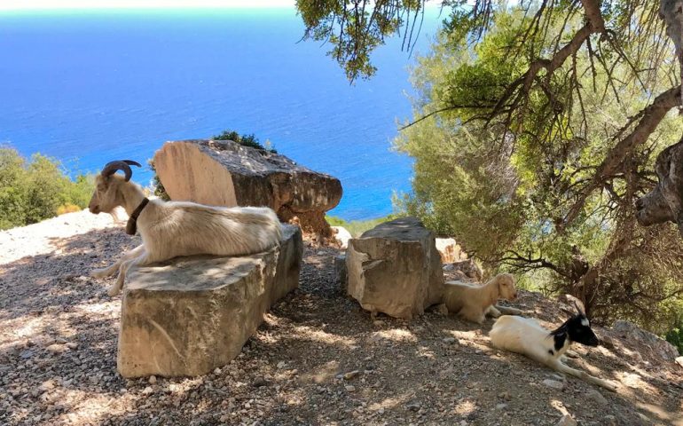 La foto: panorama mozzafiato e meritato relax, un gruppo di capre si riposa a Pedra Longa