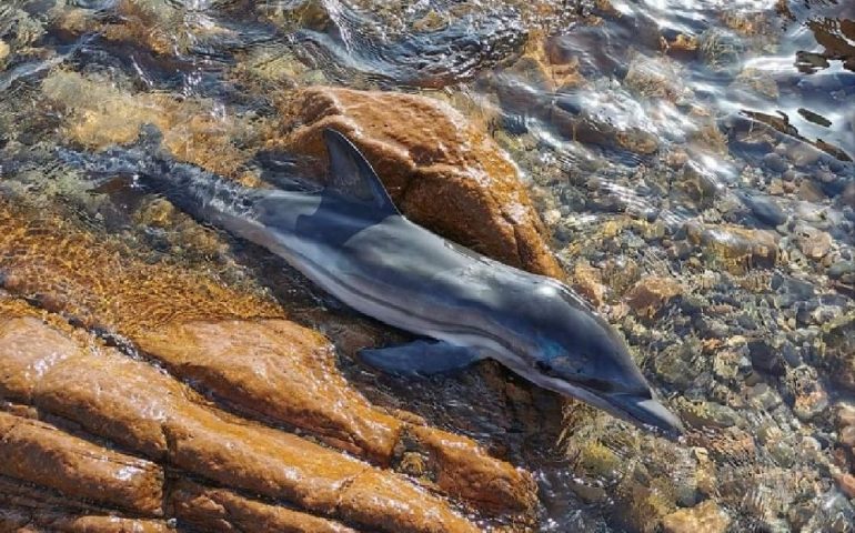 Ogliastra, piccolo di delfino trovato morto sugli scogli