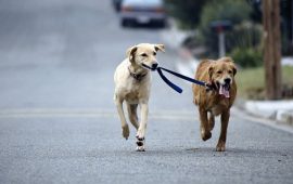 passeggiare-con-il-cane