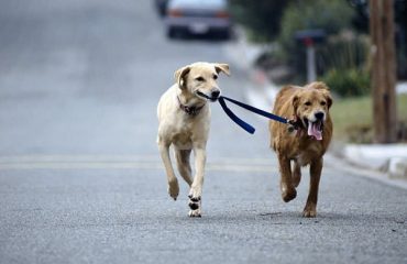 passeggiare-con-il-cane