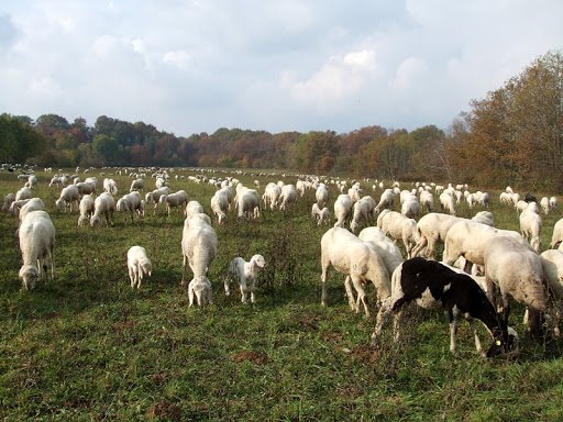 CONTAS. Pastorizia e mitigazione dei cambiamenti climatici: la scommessa per il 2030