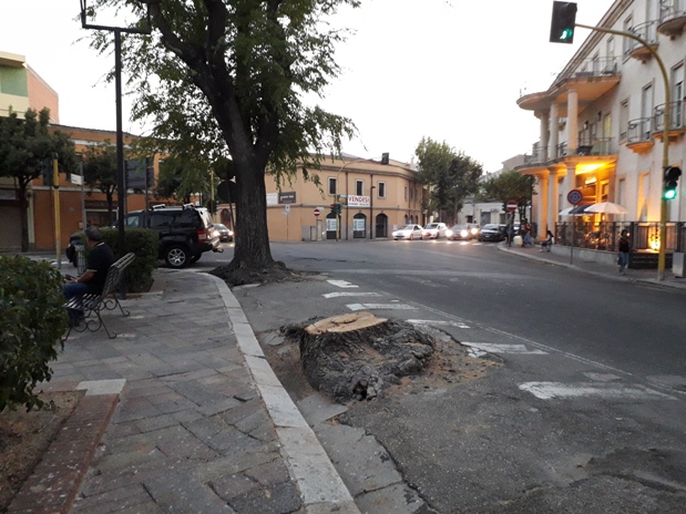Oristano: alberi ad alto fusto abbattuti in piazza Mariano, l’allarme del Grig