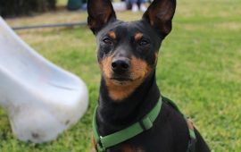 pinscher