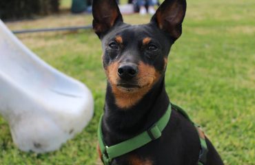 pinscher