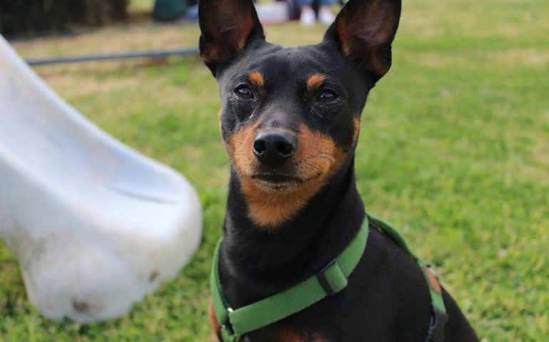 pinscher