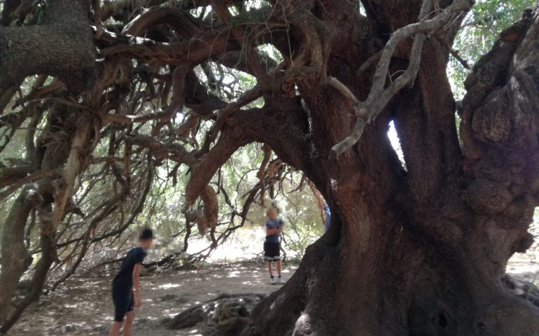 Luras: due giovani turisti si arrampicano sul patriarca, l’albero più antico d’Europa