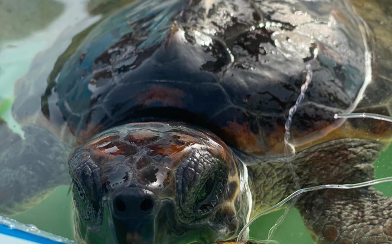 Cala Sinzias: portata in salvo una caretta caretta con un amo conficcato in bocca