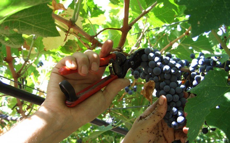 Al via la vendemmia in Sardegna: si parte in anticipo, ma le previsioni sono buone con +15% di grappoli