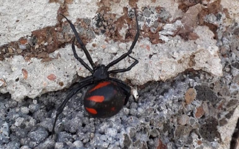 Villagrande, numerosi gli avvistamenti de S’Argia (Vedova nera mediterranea) a Tricarai