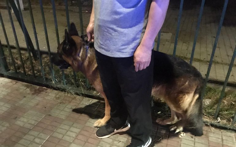 Cagliari: donna aggredita da un pastore tedesco nonostante il cane fosse condotto al guinzaglio