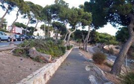 alberi-abbattuti-buoncammino