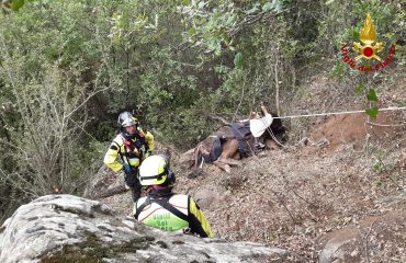 bovino-caduto-dirupo-foresta-burgos (1)