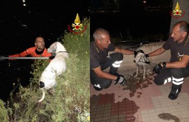 cagnolino-salvato-vigili-del-fuoco-terramaini