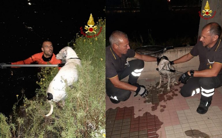 cagnolino-salvato-vigili-del-fuoco-terramaini