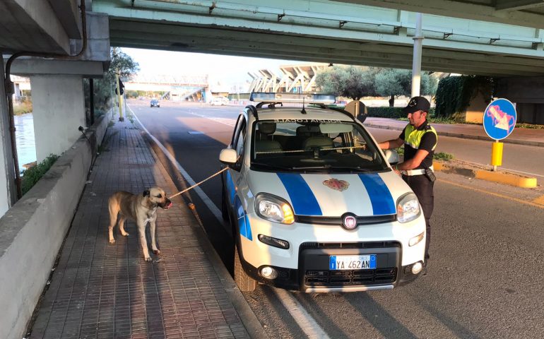 cane-investito-ponte-vittorio