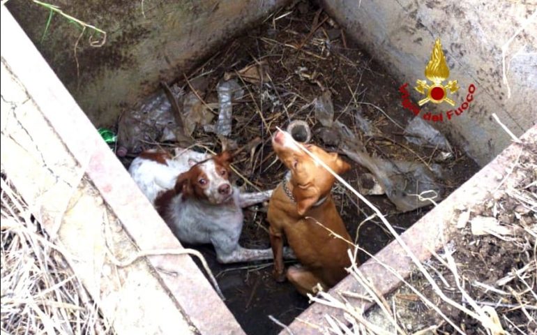Villasor, due cani cadono in un pozzo: recuperati dai Vigili del Fuoco