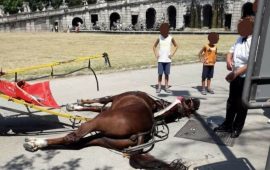 cavallo-reggia-caserta-morto-770x480