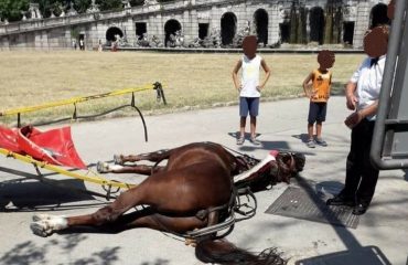 cavallo-reggia-caserta-morto-770x480