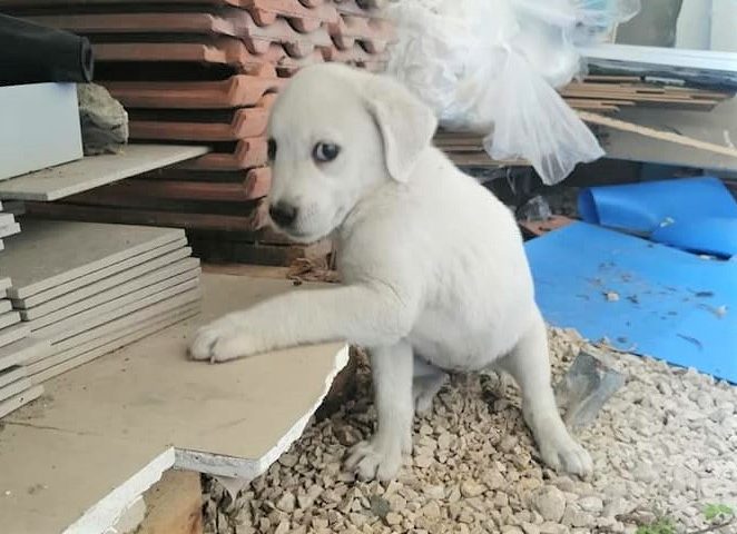 Abbandonati, in pericolo, senza la loro mamma: 17 cuccioli dimenticati cercano una famiglia