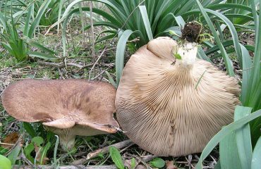 La ricetta Vistanet di oggi: funghi di carne trifolati e saltati in padella