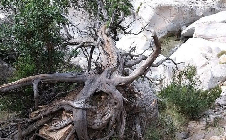 La foto. Maestoso e bellissimo ginepro nelle piscine naturali di Bau Mela