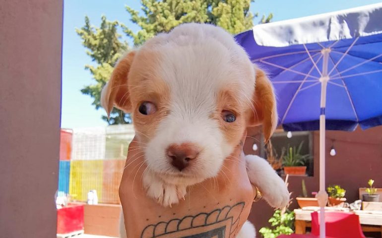 Gipsy, minuscola cucciola idrocefala capitata nelle mani sbagliate