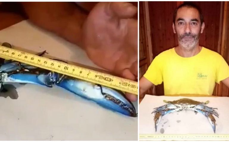 Pescato un granchio reale americano a Tortolì, specie aggressiva e pericolosa per l’ecosistema sardo