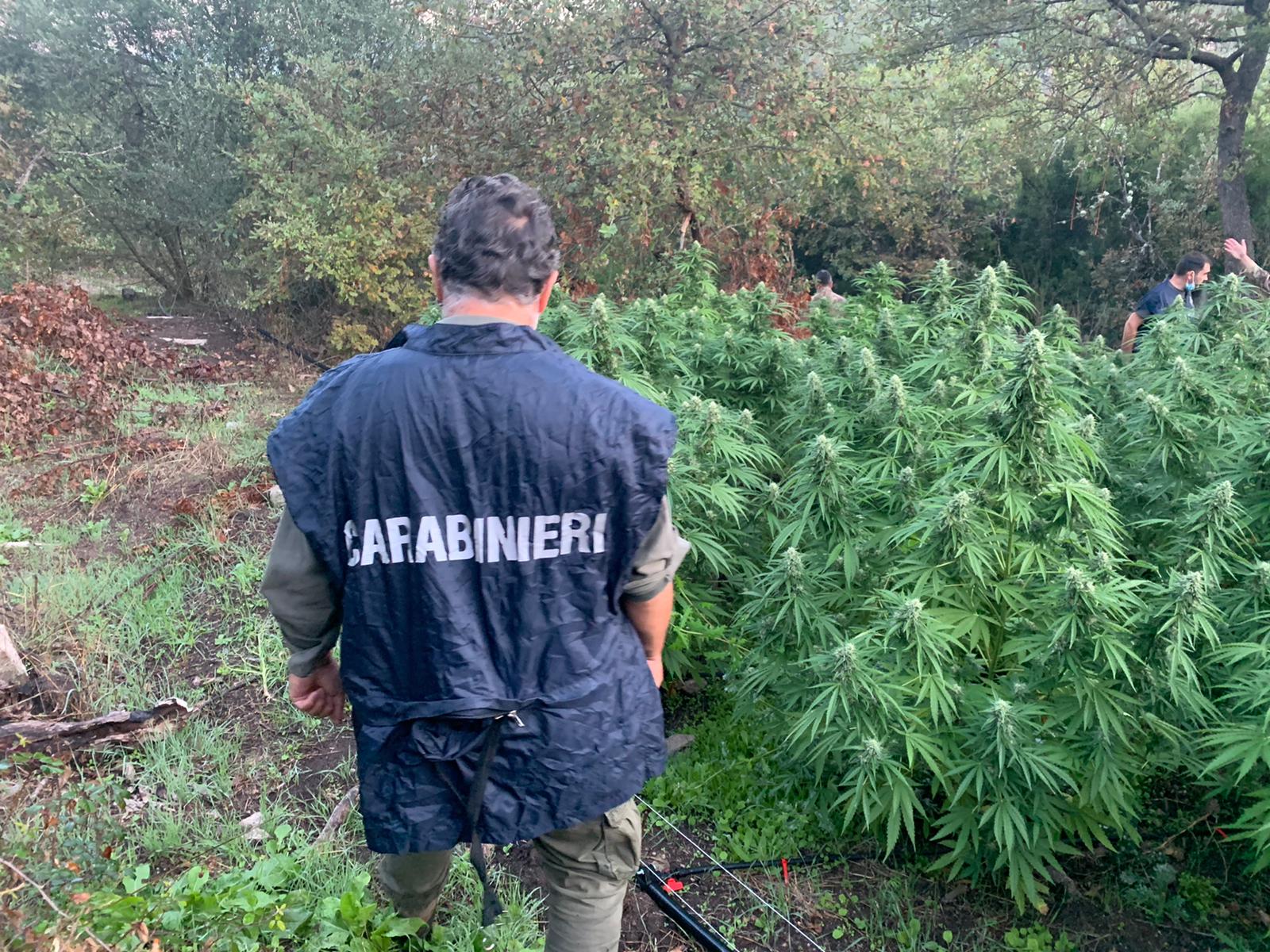 piantagione-marijuana-sedilo (2)