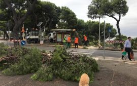 pini-buoncammino-cagliari